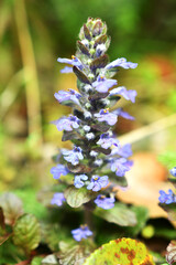 春の野に咲くセイヨウジュウニヒトエ