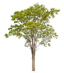 Fototapeta na wymiar Green tree isolated on transparent background with clipping path, single tree with clipping path and alpha channel.