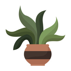 tropical houseplant in pot