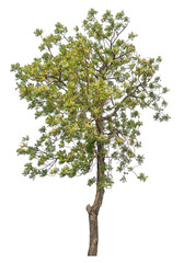 Green tree isolated on transparent background with clipping path, single tree with clipping path and alpha channel.