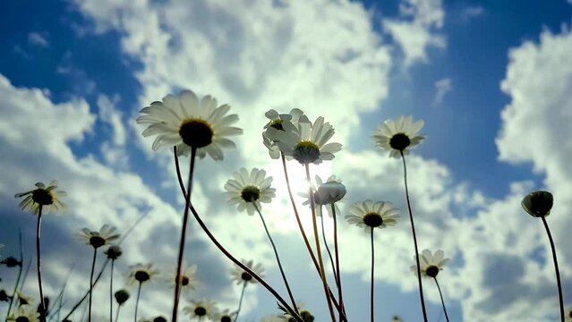daisies daisy flowers sun wind in spring easter season