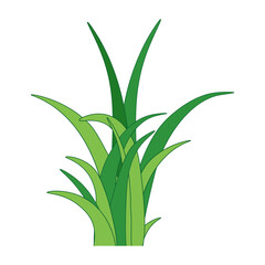 Green Grass Illustration