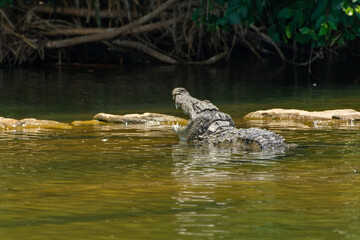 crocodile
