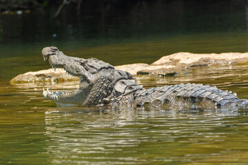 crocodile