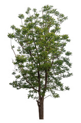 Obraz premium Green tree isolated on transparent background with clipping path, single tree with clipping path and alpha channel.