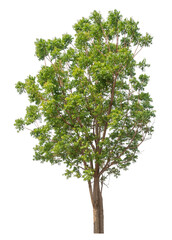 Fototapeta premium Green tree isolated on transparent background with clipping path, single tree with clipping path and alpha channel.