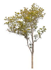 Obraz premium Green tree isolated on transparent background with clipping path, single tree with clipping path and alpha channel.