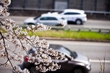 Cherry blossoms in the city, the first flower of spring