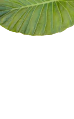 Gordijnen Green patterned plant leaf  © vectorfusionart