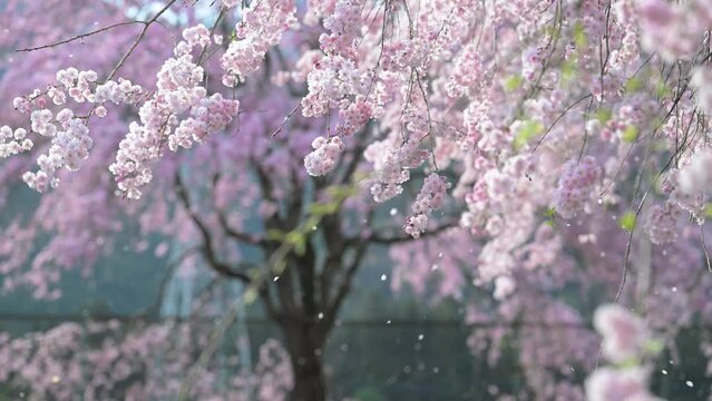 美しい桜吹雪の背景を使いやすくした春の風景