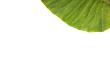 Leaf over white background