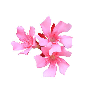 Oleander or Sweet Oleander or Rose Bay flowers. Close up pink flowers bouquet isolated on Transparent background.