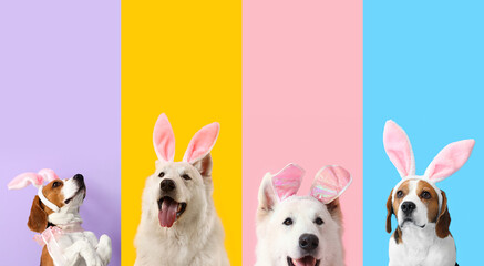 Fototapeta na wymiar Festive collage for Easter celebration with cute dogs in bunny ears on color background