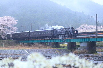 満開の桜の中を走るＳＬ