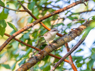 Common chiffchaff, lat. phylloscopus collybita, sitting on branch of bush in spring and looking for food