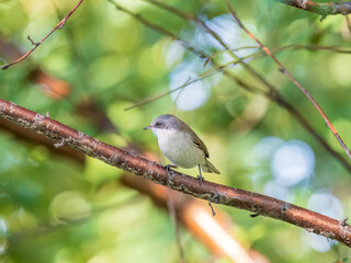 Fototapeta premium Common chiffchaff, lat. phylloscopus collybita, sitting on branch of bush in spring and looking for food