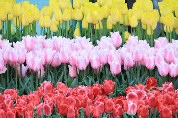 鮮やかに咲くチューリップ