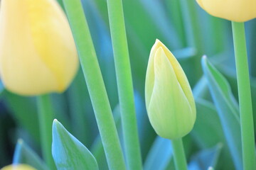 白いチューリップの蕾