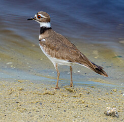 Killdeer