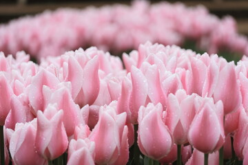 ピンクのチューリップの花壇