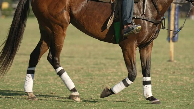 Slow motion close up shot capturing a chestnut horse trotted gracefully across the arena, its muscular legs adorned with snug-fitting white leg wraps that provided both support and style.