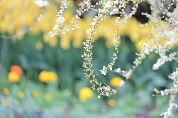 風に揺れるユキヤナギ