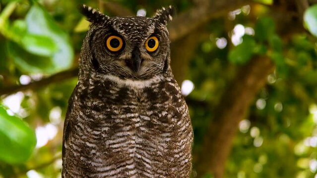 Handsome African spotted eagle-owl (Bubo africanus) in tree in day; bokeh shot