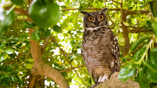 Distinctive African spotted eagle-owl perched on tree branch in daytime