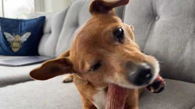 close up shot of a brown jack russel dog eagerly chewing on a real bone during a lovely sunny and chilled day in england