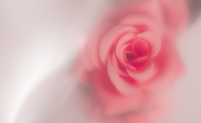 Pink rose flowers arrangement behind a white matte glass blurry,soft focus,DOF- depth of field - 588594478