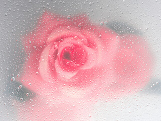 Pink rose flowers arrangement behind a white matte glass blurry with water drops,soft focus,DOF-...