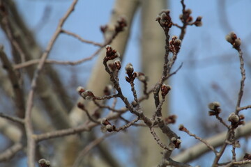 buds on a branch