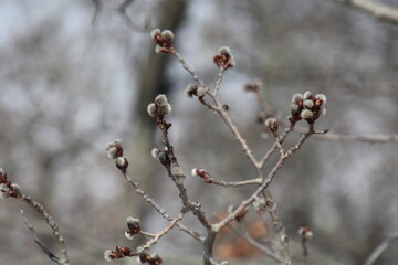 branch of a tree