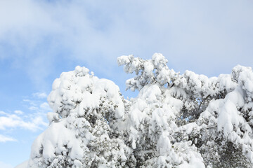 snowy mountains and trees