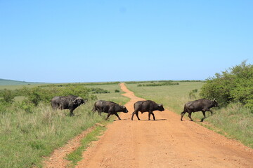 横断する野生の水牛の群れ