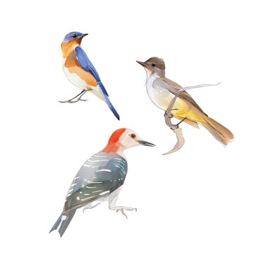 Watercolor birds — hand drawn digital illustration of an eastern bluebird, great crested flycatcher and red-bellied woodpecker