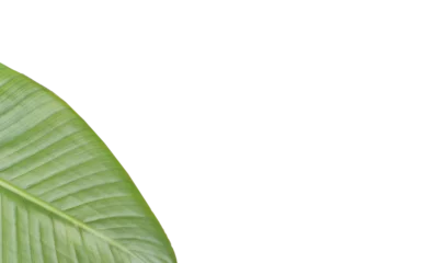Deurstickers Cropped image of leaf  © vectorfusionart