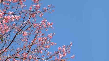 Phaya suae flower or sakura flower in Thailand