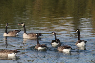 Canadian geese on the lake, William Hawrelak Park, Edmonton, Alberta