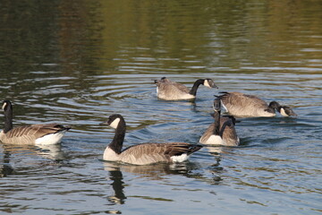 Canadian geese on the water, William Hawrelak Park, Edmonton, Alberta