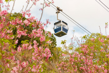 Cable car with cherry blossom in full bloom in Hong Kong - 588597467
