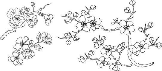 Cherry blossom vector illustration on white isolated.Peach blossom for doodle art on background.Sakura vector for tattoo design.Symbol flower of Japanese.Plum blossom vecor collection.beautiful floral