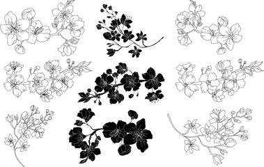 Cherry blossom vector illustration on white isolated.Peach blossom for doodle art on background.Sakura vector for tattoo design.Symbol flower of Japanese.Plum blossom vecor collection.beautiful floral