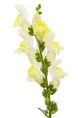 Yellow flowers of snapdragon, lat.Antirrhinum majus, isolated on white background