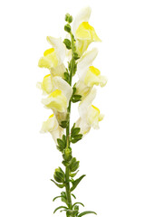 Yellow flowers of snapdragon, lat.Antirrhinum majus, isolated on white background - 588598273