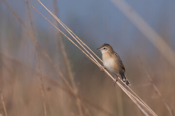 The zitting cisticola or streaked fantail warbler is a widely distributed Old World warbler whose breeding range includes southern Europe, Africa, and southern Asia down to northern Australia