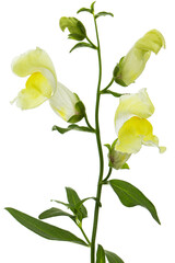 Yellow flowers of snapdragon, lat.Antirrhinum majus, isolated on white background