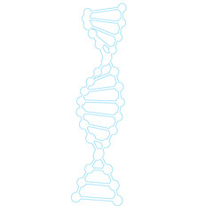 Diagram of DNA