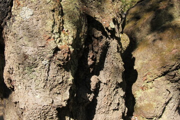 サクラ(桜)/古木のゴツゴツしている樹皮