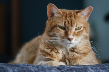 Orange Tiger Cat Laying on Bed